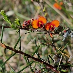 Dillwynia sericea at Kingsdale, NSW - 28 Oct 2024 09:14 AM