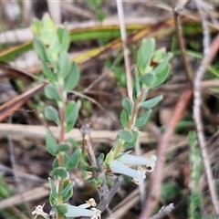 Brachyloma daphnoides (Daphne Heath) at Kingsdale, NSW - 28 Oct 2024 by trevorpreston