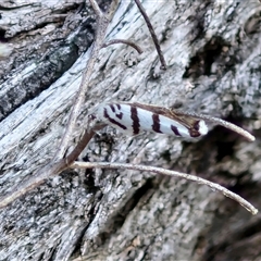 Lepidoscia cataphracta (A Case moth) at Kingsdale, NSW - 27 Oct 2024 by trevorpreston