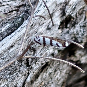 Lepidoscia cataphracta at Kingsdale, NSW - 28 Oct 2024