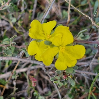 Hibbertia obtusifolia (Grey Guinea-flower) at Kingsdale, NSW - 27 Oct 2024 by trevorpreston