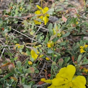 Hibbertia obtusifolia at Kingsdale, NSW - 28 Oct 2024 09:10 AM