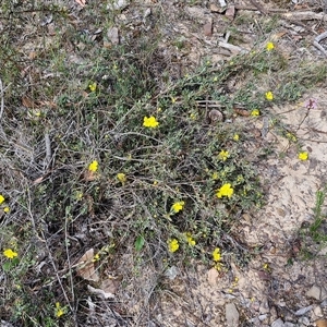 Hibbertia obtusifolia at Kingsdale, NSW - 28 Oct 2024 09:10 AM