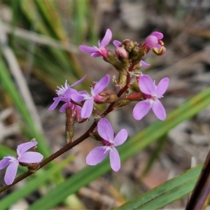 Stylidium graminifolium at Kingsdale, NSW - 28 Oct 2024