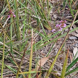 Stylidium graminifolium at Kingsdale, NSW - 28 Oct 2024