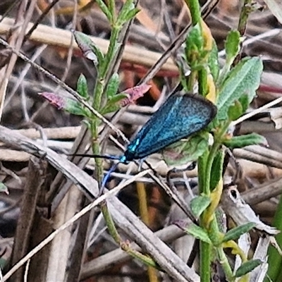 Pollanisus (genus) (A Forester Moth) at Kingsdale, NSW - 27 Oct 2024 by trevorpreston