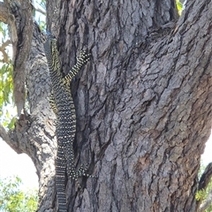 Varanus varius at Walligan, QLD - 29 Oct 2024 by rieteklis