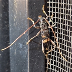 Coleocoptus senio (Longhorn or longicorn beetle) at Kalbarri, WA - 29 Oct 2024 by HelenCross