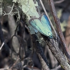 Pollanisus (genus) (A Forester Moth) at Jerrabomberra, NSW - 29 Oct 2024 by cherylhodges