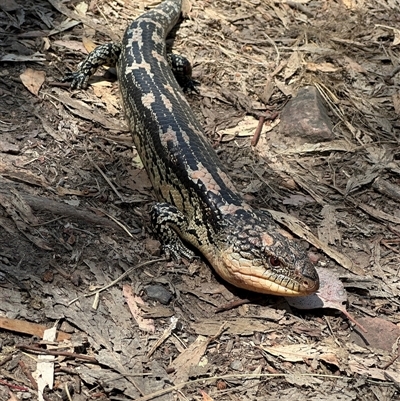 Tiliqua nigrolutea (Blotched Blue-tongue) at Jerrabomberra, NSW - 29 Oct 2024 by cherylhodges