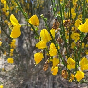 Cytisus scoparius subsp. scoparius at Russell, ACT - 29 Oct 2024 01:09 PM