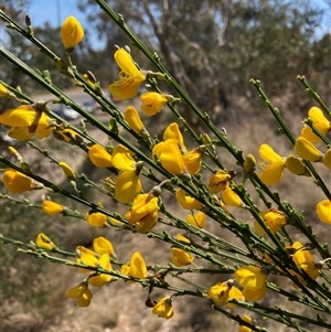 Cytisus scoparius subsp. scoparius at Russell, ACT - 29 Oct 2024 01:09 PM