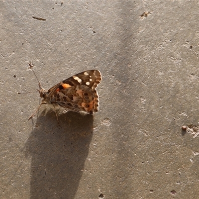 Vanessa kershawi (Australian Painted Lady) at Lyons, ACT - 28 Oct 2024 by ran452