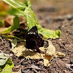 Papilio aegeus at Wanniassa, ACT - 29 Oct 2024 02:15 PM