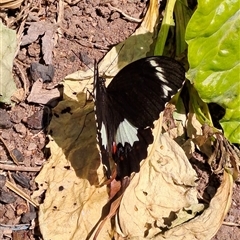 Papilio aegeus at Wanniassa, ACT - 29 Oct 2024 02:15 PM