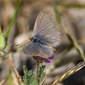 Zizina otis at Holt, ACT - 29 Oct 2024 10:19 AM