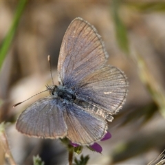 Zizina otis at Holt, ACT - 29 Oct 2024