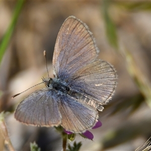 Zizina otis at Holt, ACT - 29 Oct 2024 10:19 AM