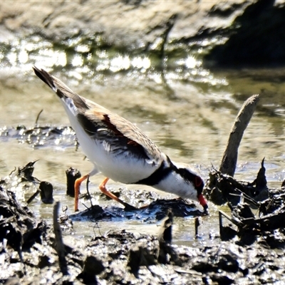 Charadrius melanops (Black-fronted Dotterel) at Strathnairn, ACT - 29 Oct 2024 by Thurstan