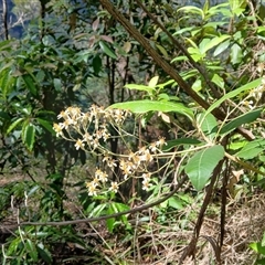 Olearia argophylla (Native Musk) at Fitzroy Falls, NSW - 29 Oct 2024 by plants