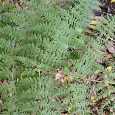 Histiopteris incisa (Bat's-Wing Fern) at Fitzroy Falls, NSW - 29 Oct 2024 by plants