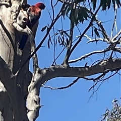 Platycercus elegans (Crimson Rosella) at Aranda, ACT - 29 Oct 2024 by Jennybach