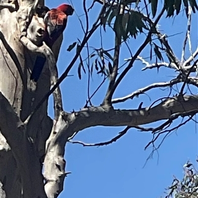 Platycercus elegans (Crimson Rosella) at Aranda, ACT - 29 Oct 2024 by Jennybach