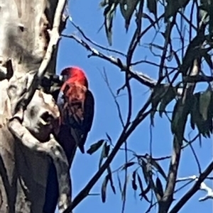 Platycercus elegans at Aranda, ACT - 29 Oct 2024 11:57 AM