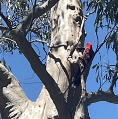 Platycercus elegans at Aranda, ACT - 29 Oct 2024 11:57 AM