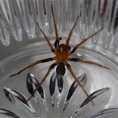 Nicodamidae (family) (Red and Black Spider) at Wamboin, NSW - 27 Oct 2024 by Peterd