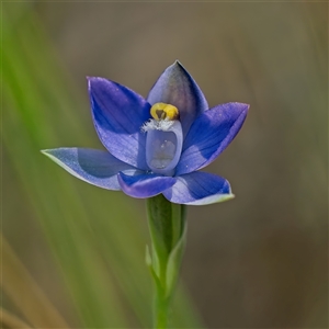 Thelymitra peniculata at Denman Prospect, ACT - 29 Oct 2024