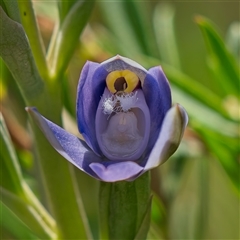 Thelymitra peniculata at Denman Prospect, ACT - 29 Oct 2024