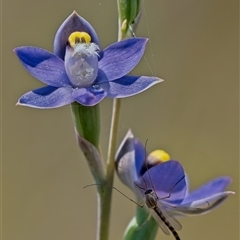 Thelymitra peniculata at Denman Prospect, ACT - 29 Oct 2024