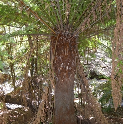 Dicksonia antarctica (Soft Treefern) at Robertson, NSW - 28 Oct 2024 by plants