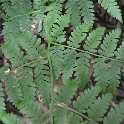 Diplazium australe (Austral Lady Fern) at Robertson, NSW - 29 Oct 2024 by plants