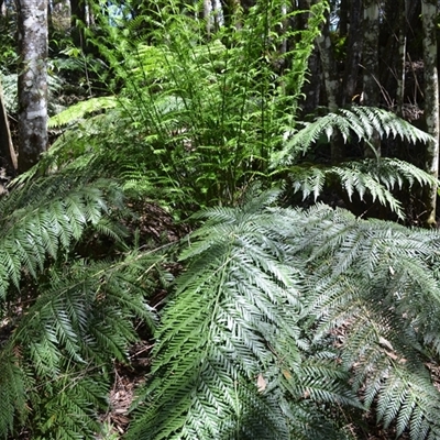 Todea barbara (King Fern) at Robertson, NSW - 29 Oct 2024 by plants