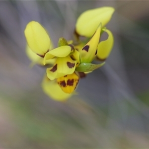 Diuris sulphurea at Wamboin, NSW - 29 Oct 2024