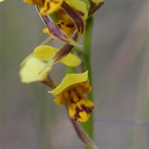 Diuris sulphurea at Wamboin, NSW - 29 Oct 2024