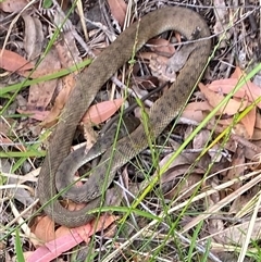 Tropidechis carinatus (Rough-scaled Snake) at Bonny Hills, NSW - 18 Oct 2024 by pls047