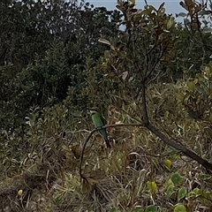 Merops ornatus (Rainbow Bee-eater) at Bonny Hills, NSW - 14 Oct 2024 by pls047