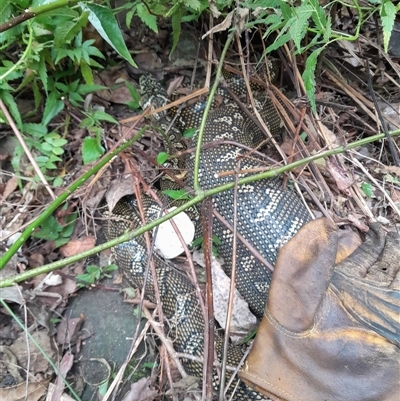 Morelia spilota spilota (Diamond Python) at Pappinbarra, NSW - 29 Oct 2024 by jonvanbeest