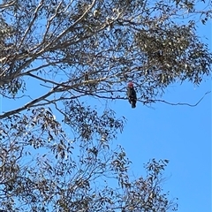 Callocephalon fimbriatum (Gang-gang Cockatoo) at Deakin, ACT - 27 Oct 2024 by PeterA