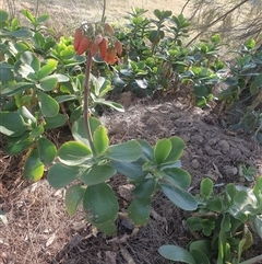 Cotyledon orbiculata (Cotyledon) at Ngunnawal, ACT - 29 Oct 2024 by Kelly123456