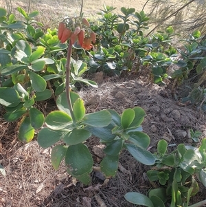 Cotyledon orbiculata at Ngunnawal, ACT - 29 Oct 2024 05:36 PM