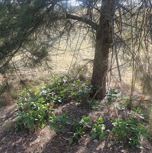 Cotyledon orbiculata at Ngunnawal, ACT - 29 Oct 2024 05:36 PM