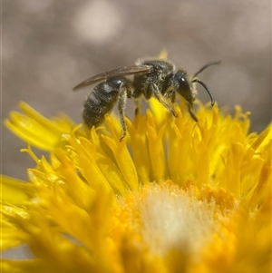 Lasioglossum (Chilalictus) lanarium at Yarralumla, ACT - 27 Oct 2024