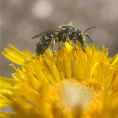 Lasioglossum (Chilalictus) lanarium (Halictid bee) at Yarralumla, ACT - 27 Oct 2024 by PeterA