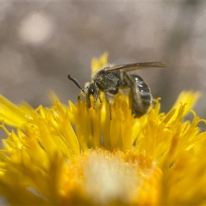 Lasioglossum (Chilalictus) lanarium at Yarralumla, ACT - 27 Oct 2024