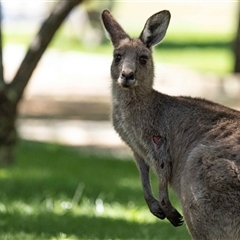 Macropus giganteus (Eastern Grey Kangaroo) at Yarralumla, ACT - 28 Oct 2024 by AlisonMilton