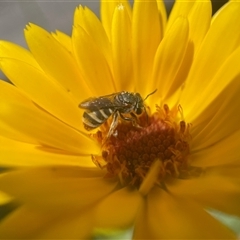 Lipotriches (Austronomia) phanerura (Halictid Bee) at Yarralumla, ACT - 29 Oct 2024 by PeterA